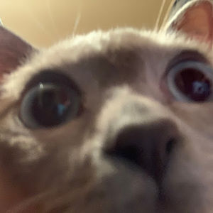 Meet your Posher, Emma